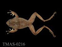 藏品(褐樹蛙)的圖片